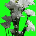 吃席 菊花 1秒 绿幕直播特效视频