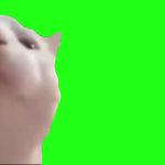 白猫最终·1 绿幕直播特效视频