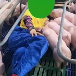 生小猪 群猪儿冲锋抢奶 9秒 绿幕直播特效视频