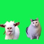 猫03 绿幕直播特效视频