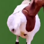 羊蹬腿 绿幕直播特效视频