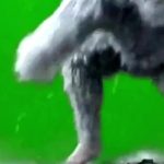 灰猩猩捶地 4秒 绿幕直播特效视频