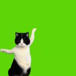 猫04 绿幕直播特效视频