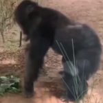 猩猩1 绿幕直播特效视频