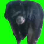 大猩猩点头舞5秒  绿幕直播特效视频