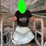 主播生小猪 难产 6秒 绿幕直播特效视频