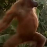 猩猩跳舞 绿幕直播特效视频