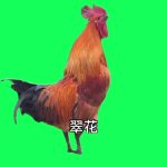 鸡 翠花 1秒 绿幕直播特效视频