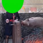 生小猪 烤公猪加速版 3秒 绿幕直播特效视频