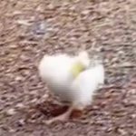 动物舞蹈7-鸭子 绿幕直播特效视频