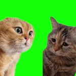 猫01 绿幕直播特效视频