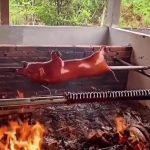生小猪 烤乳猪 6秒 绿幕直播特效视频
