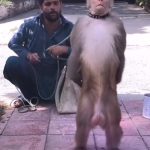 猴 敬礼 2秒 绿幕直播特效视频