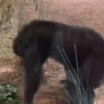 猩猩2无前缀 绿幕直播特效视频