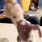 动物舞蹈9-鹦鹉 绿幕直播特效视频