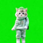 嘿嘿小土豆猫01 绿幕直播特效视频