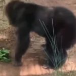 猩猩3短 绿幕直播特效视频