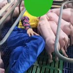 生小猪  喂奶 6秒 绿幕直播特效视频