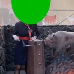 生小猪 烤公猪加速版 6秒 绿幕直播特效视频