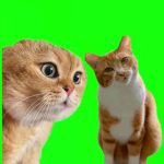 猫02 绿幕直播特效视频