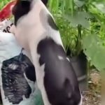 动物舞蹈6-黑猪 绿幕直播特效视频