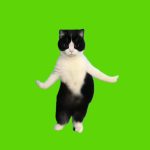 猫05  绿幕直播特效视频