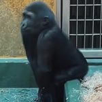 动物舞蹈2-猩猩 绿幕直播特效视频