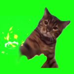 猫打人 10秒 绿幕直播特效视频