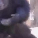 剪辑-1猩猩 绿幕直播特效视频