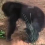 猩猩3无前缀 绿幕直播特效视频