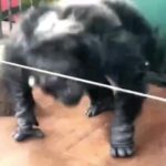 猩猩跳舞 绿幕直播特效视频