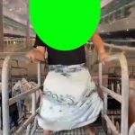生小猪 超大脸加速 1秒 绿幕直播特效视频