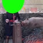 生小猪 烤公猪 9秒 绿幕直播特效视频