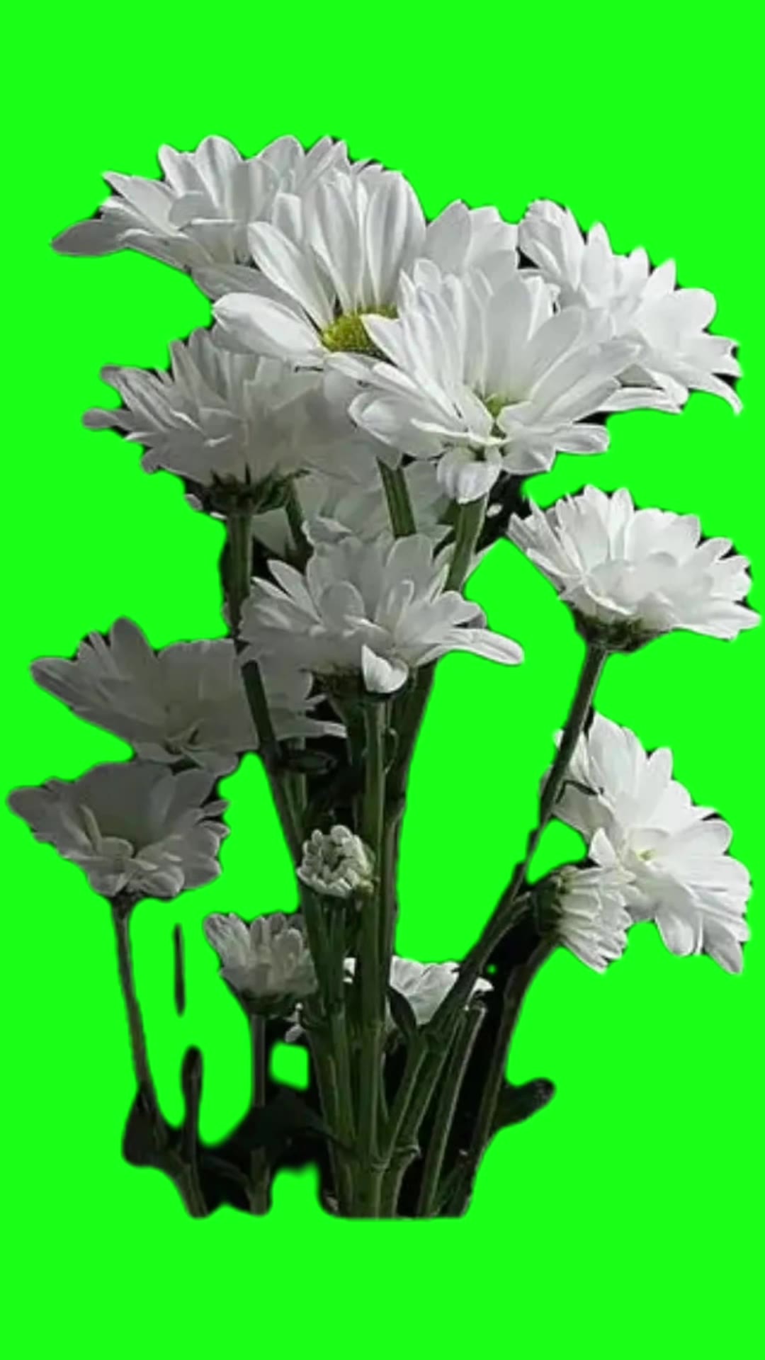 吃席 菊花 1秒 绿幕直播特效视频