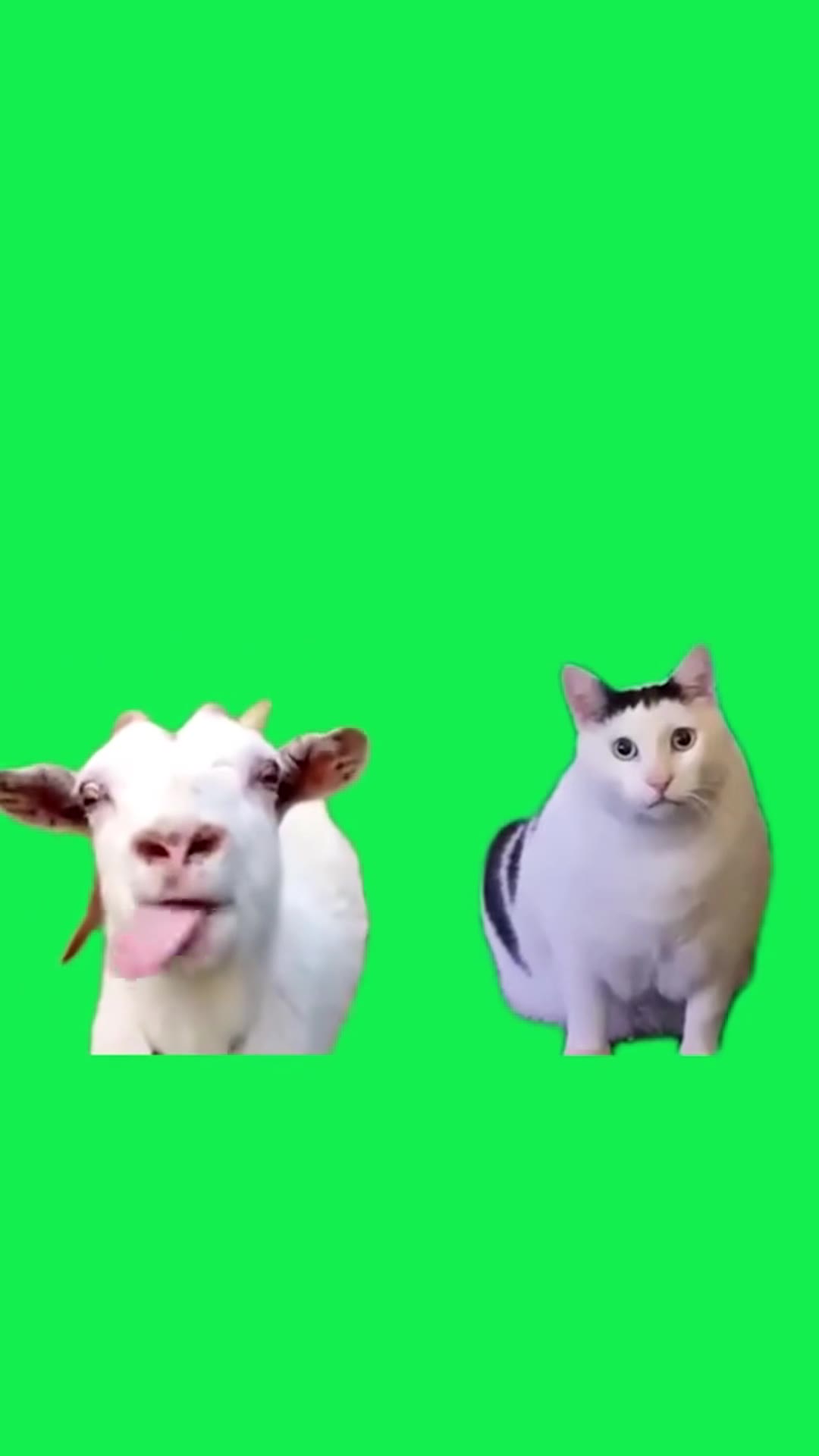 猫03 绿幕直播特效视频
