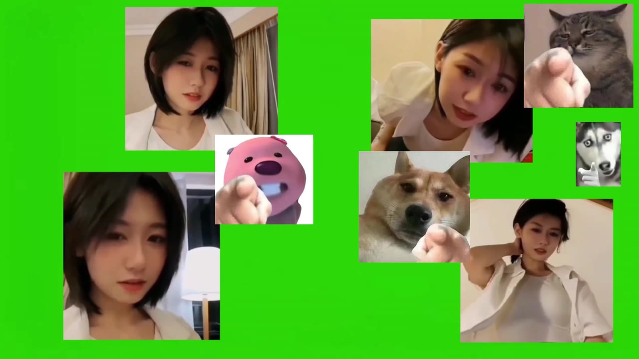 行不行啊细狗 绿幕直播特效视频