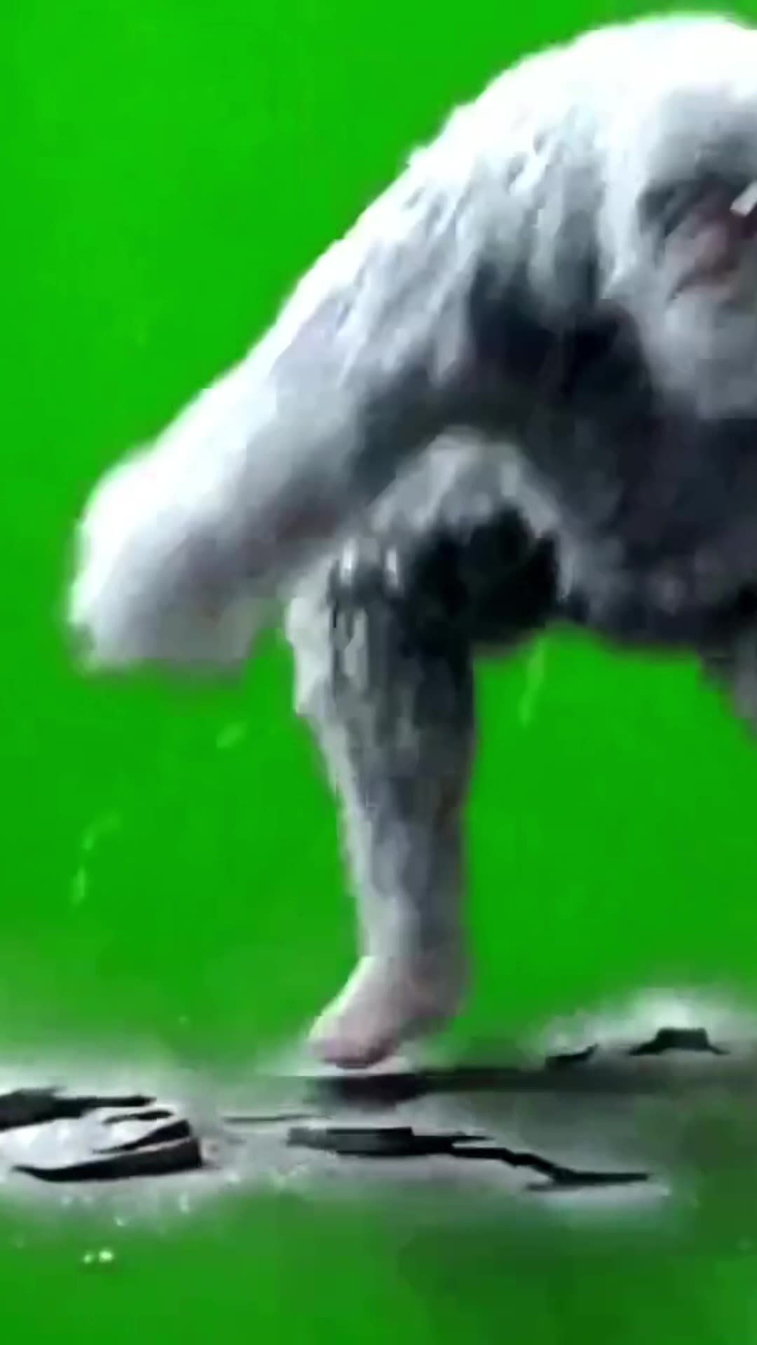 灰猩猩捶地 4秒 绿幕直播特效视频