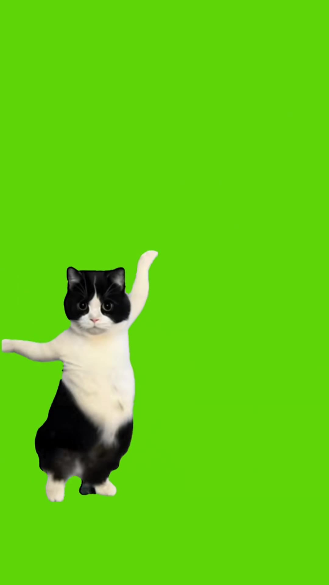猫04 绿幕直播特效视频