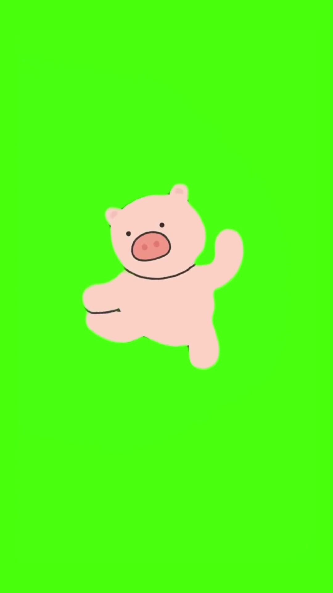 小猪本草纲目18秒 绿幕直播特效视频