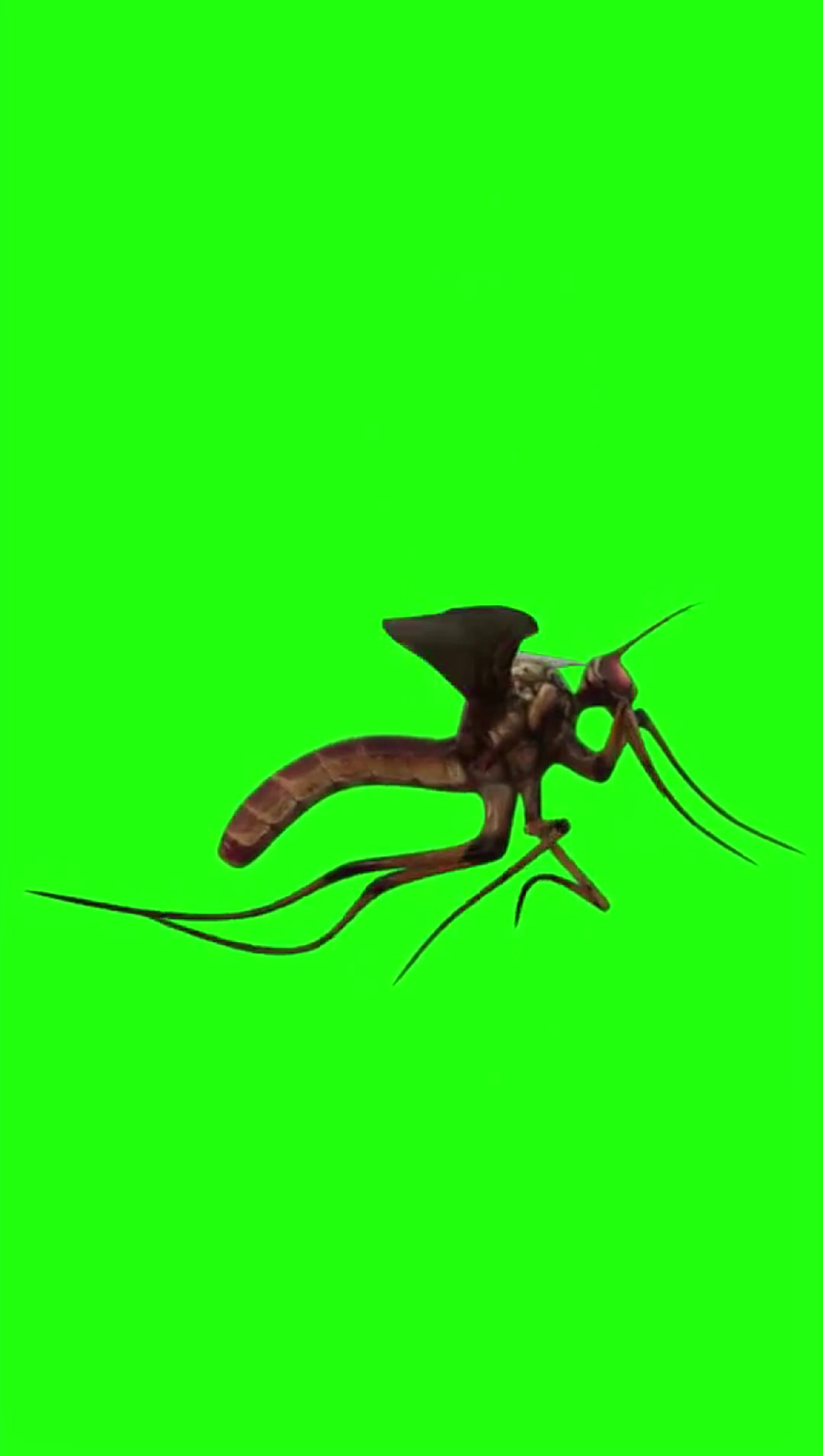 蚊子1秒 绿幕直播特效视频