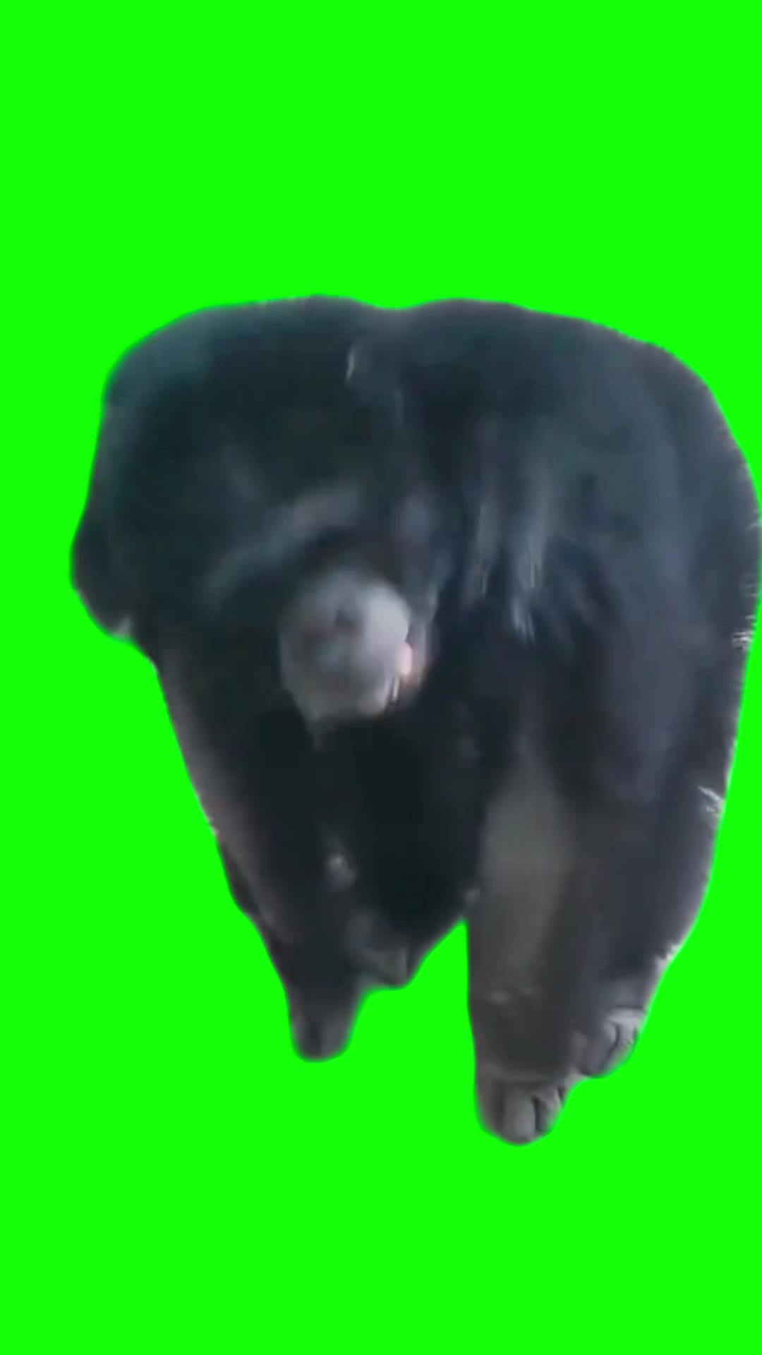 大猩猩点头舞5秒  绿幕直播特效视频