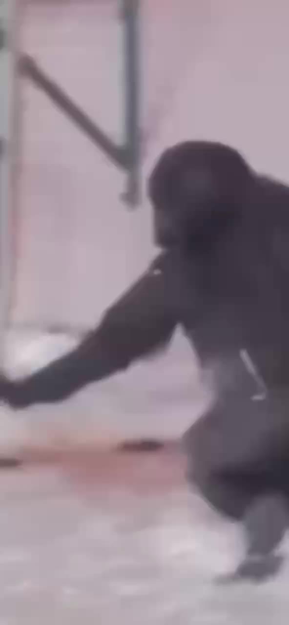 猩猩转圈 绿幕直播特效视频