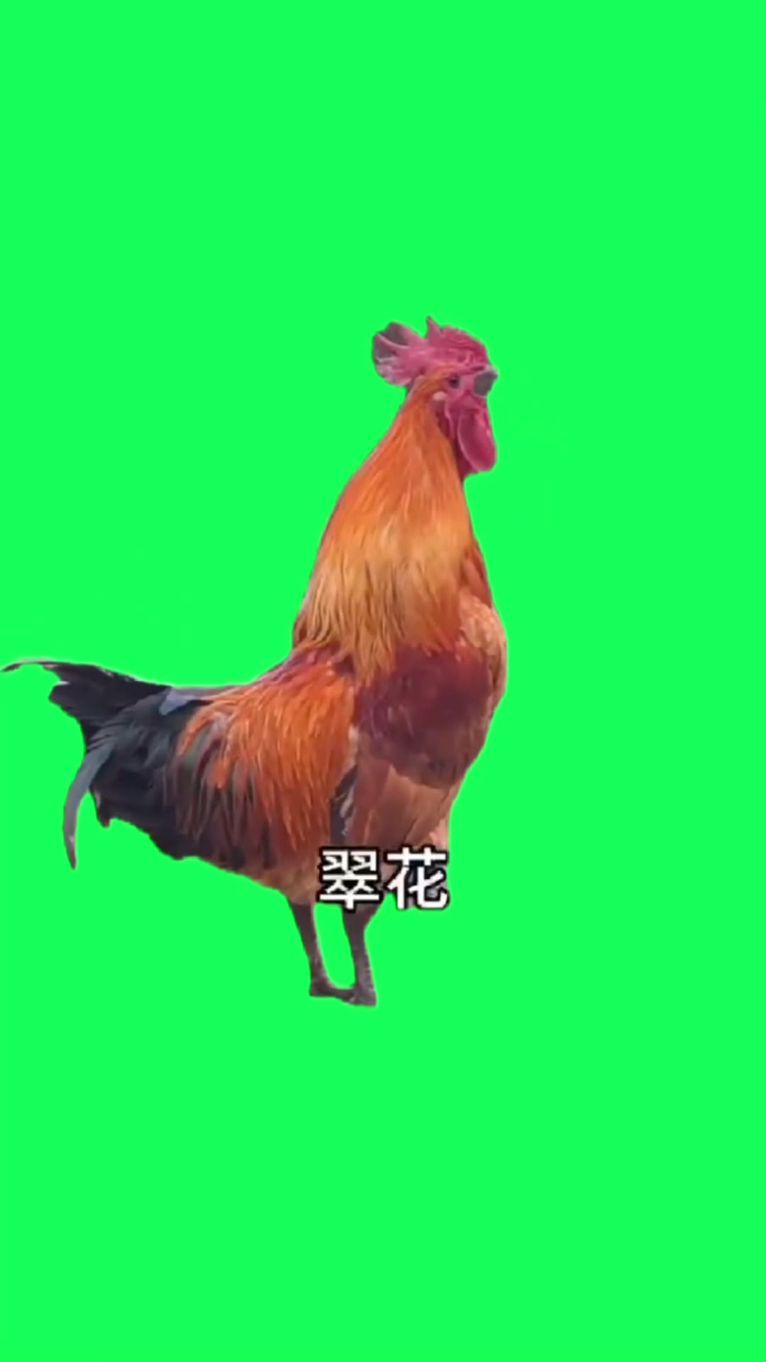 鸡 翠花 1秒 绿幕直播特效视频