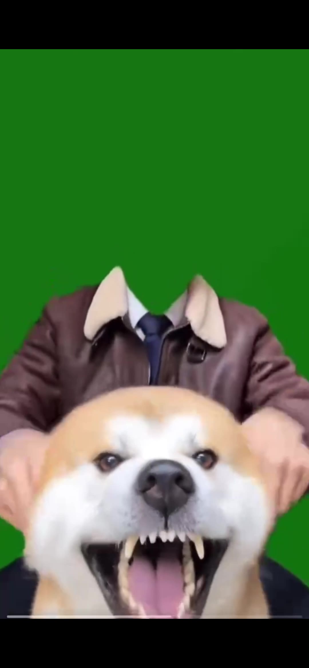 12月24日 绿幕直播特效视频