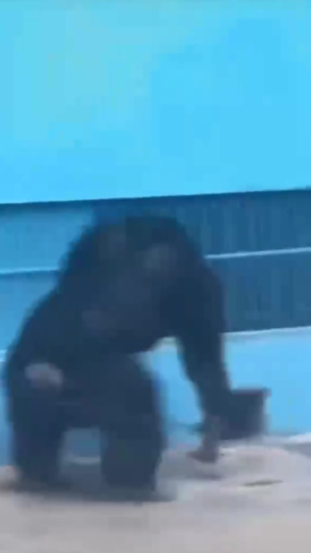 猩猩蹦迪新 绿幕直播特效视频