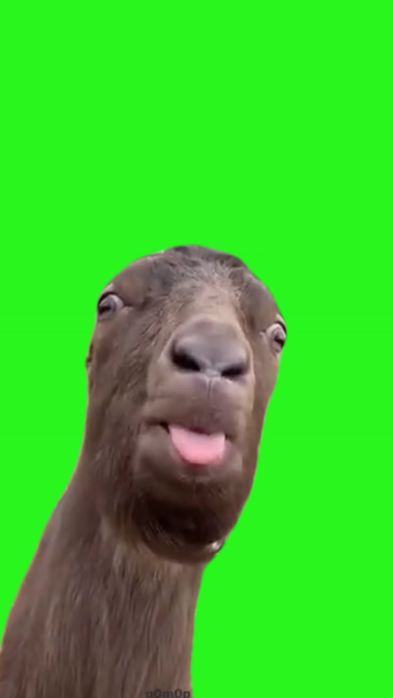 毛驴略略略 绿幕直播特效视频