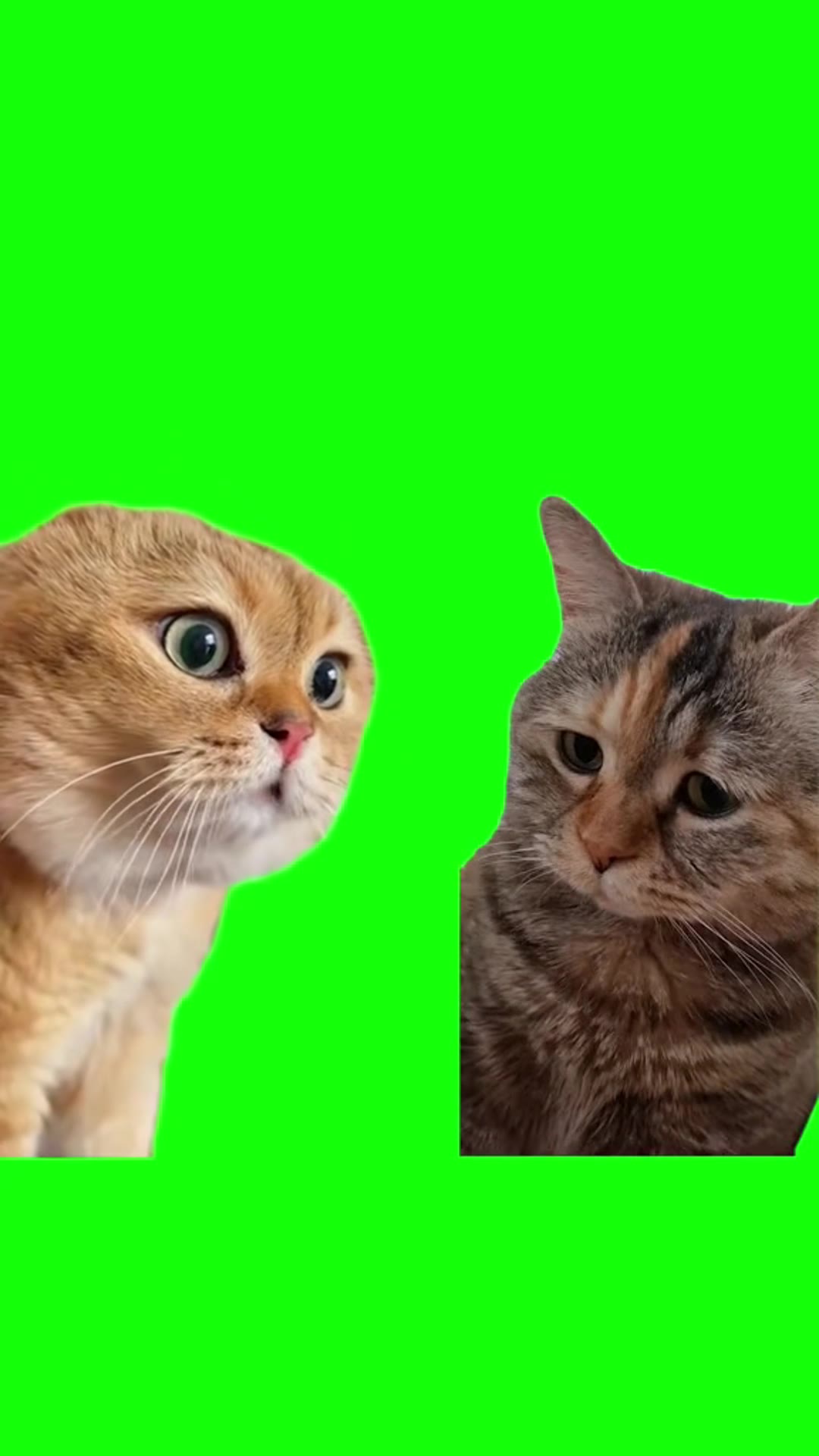 猫01 绿幕直播特效视频