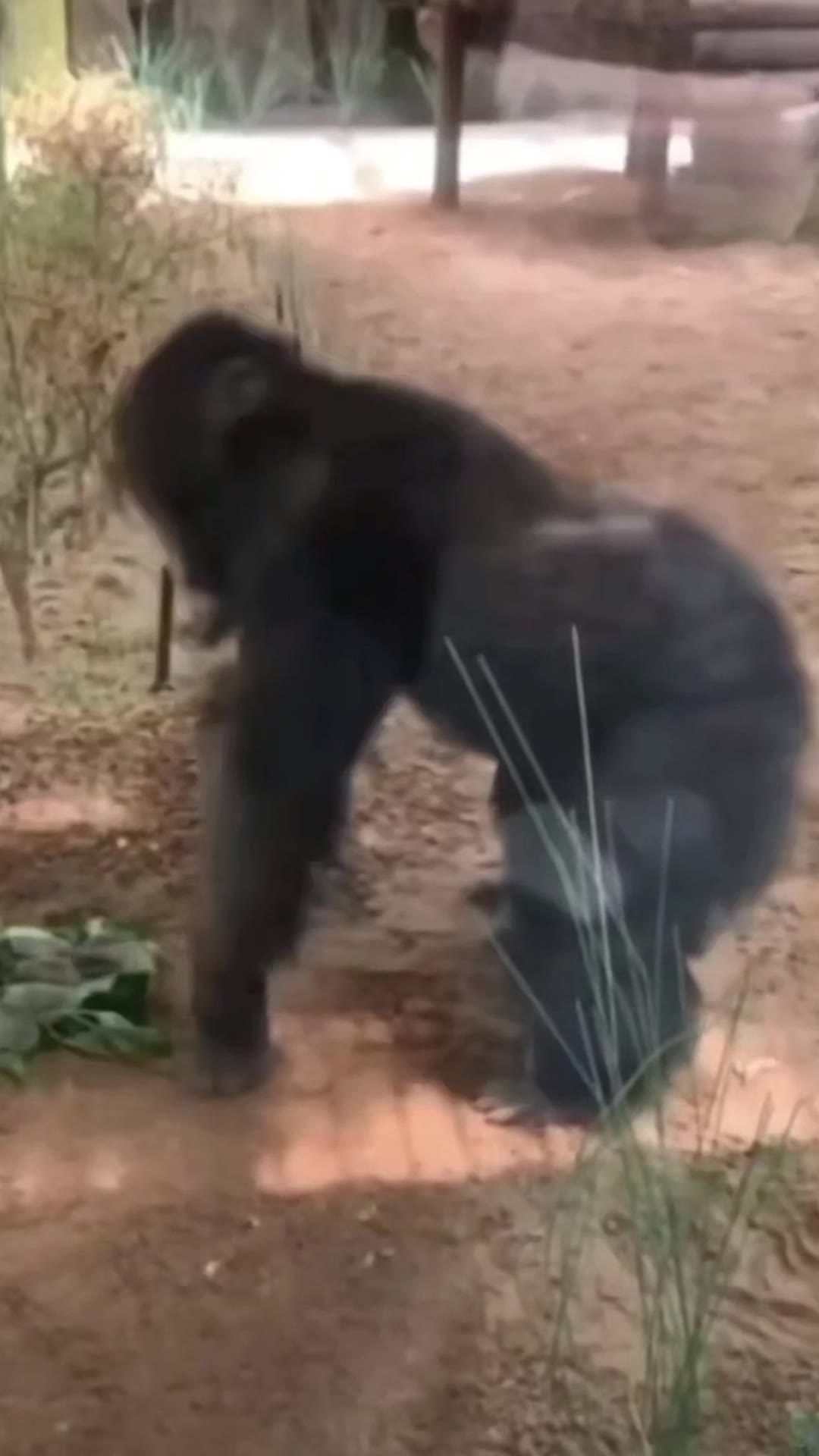 猩猩1 绿幕直播特效视频