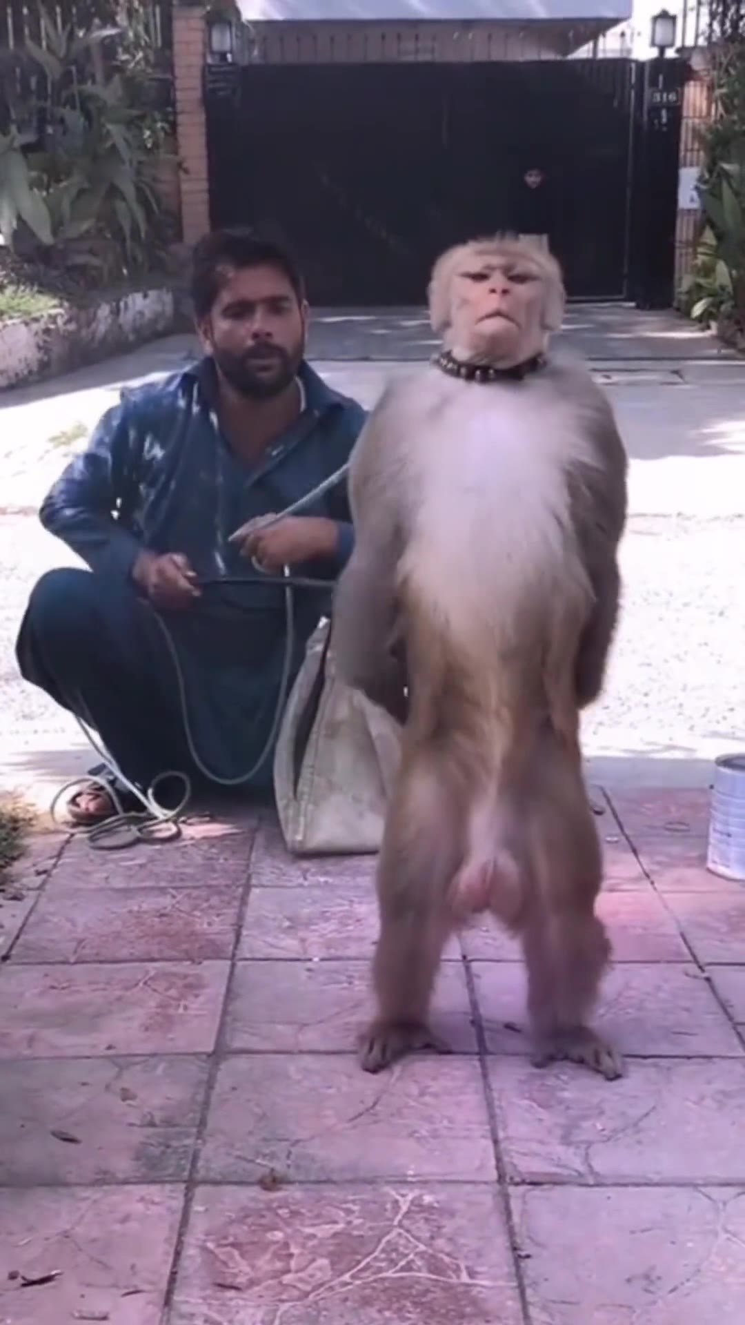 猴 敬礼 2秒 绿幕直播特效视频