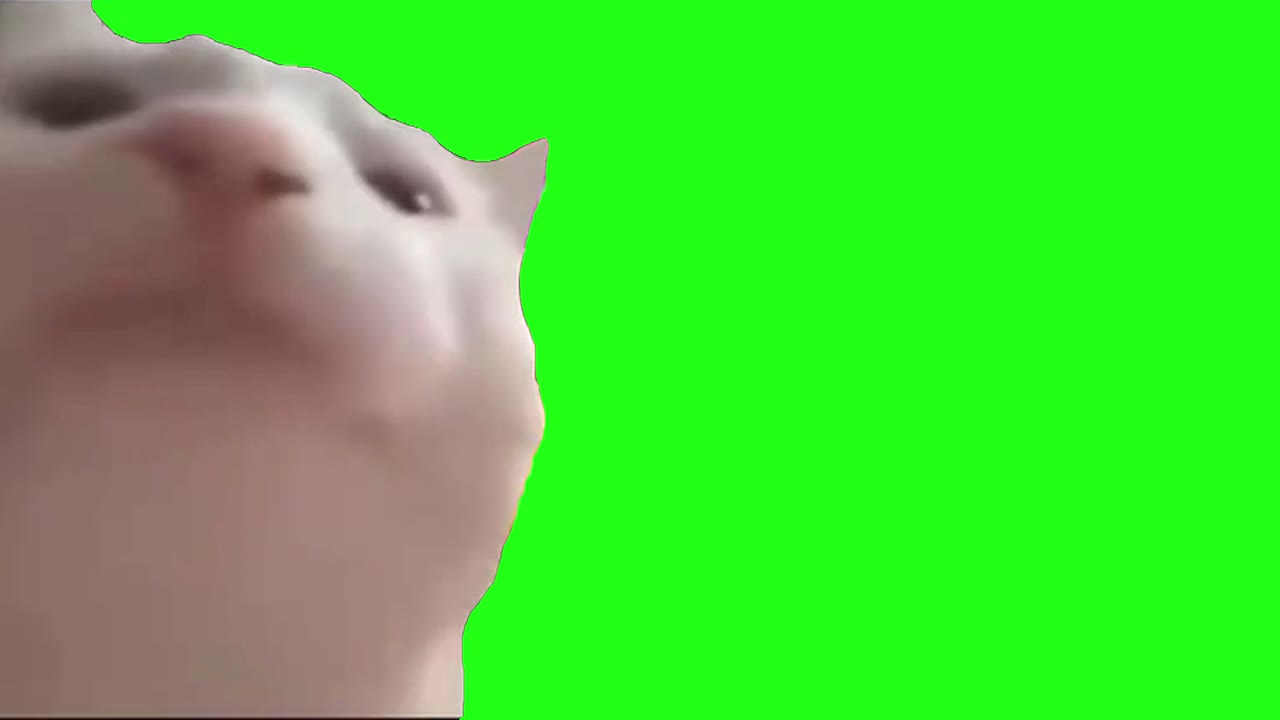 猫猫保护 绿幕直播特效视频